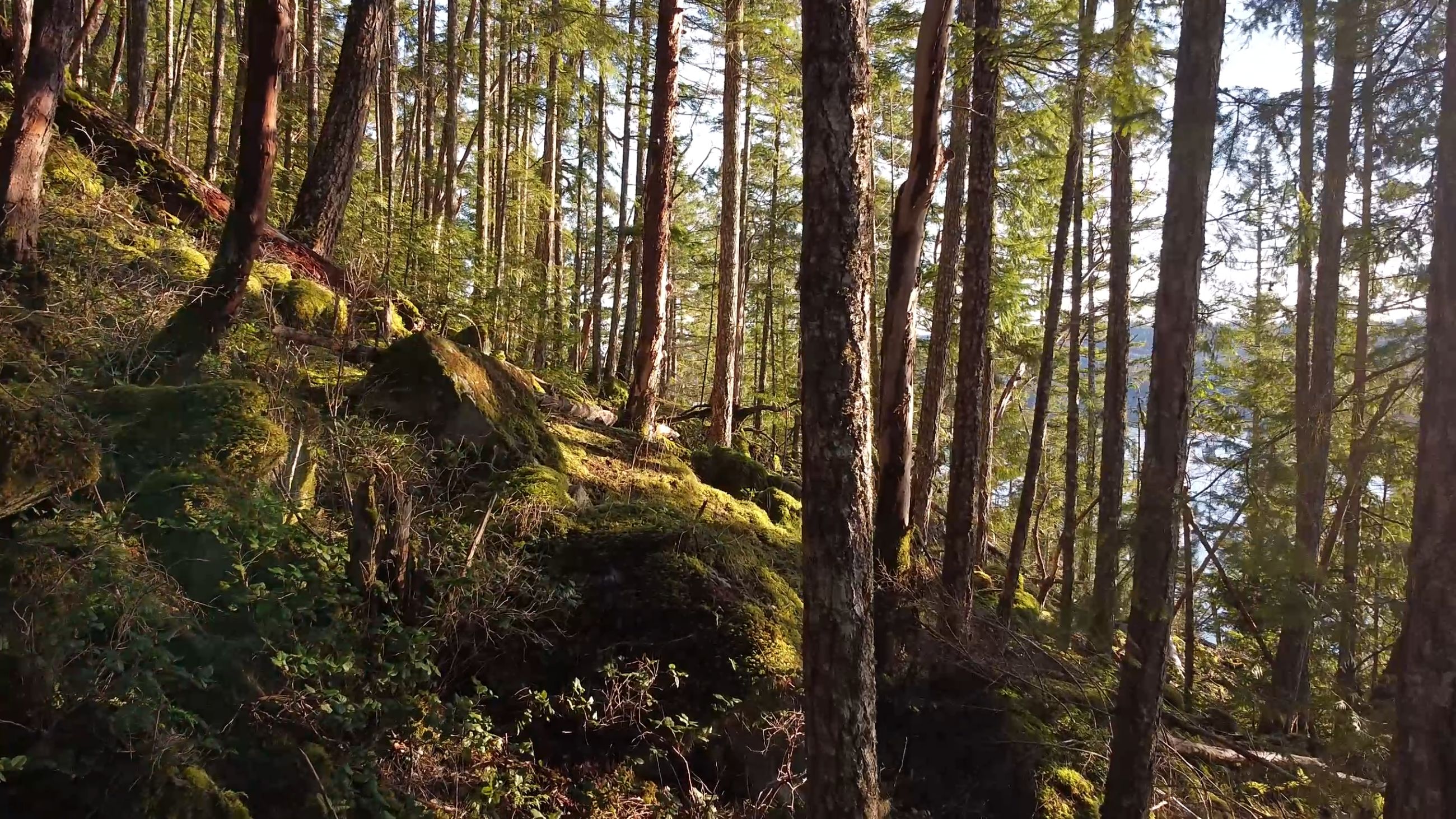 Looking south through the forest toward the water