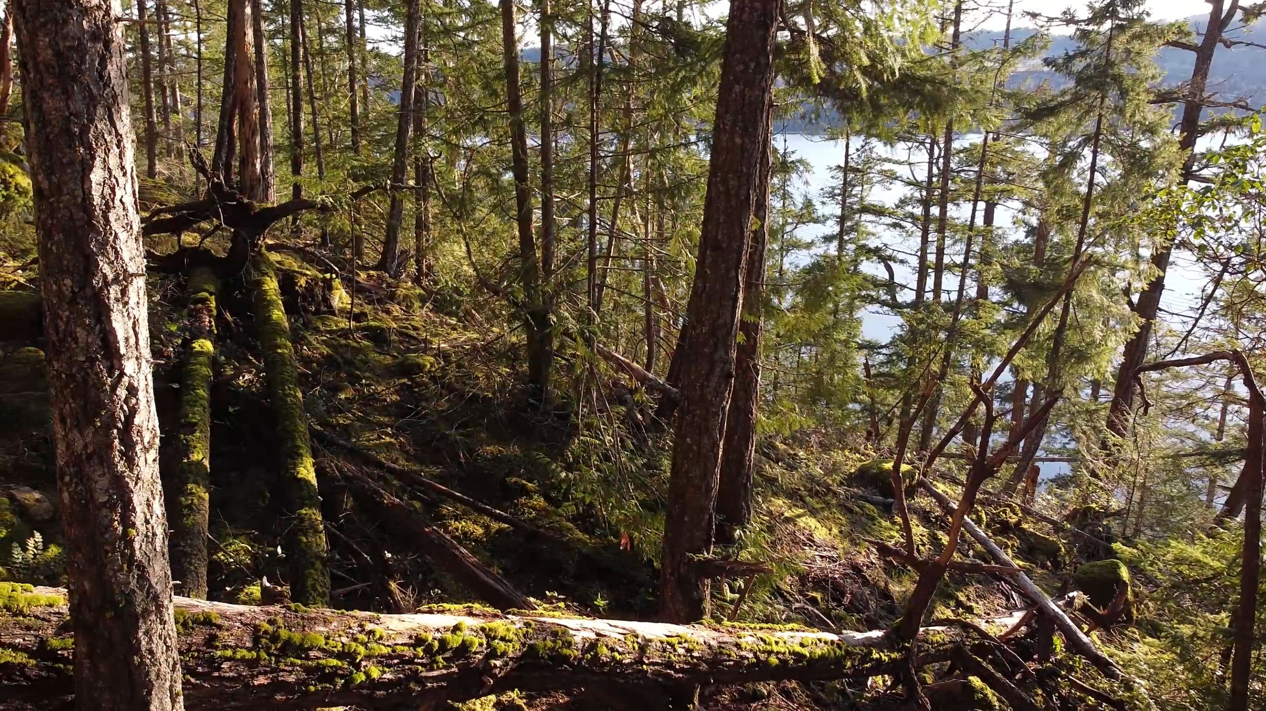 Rocky outcropping with arbutus trees
