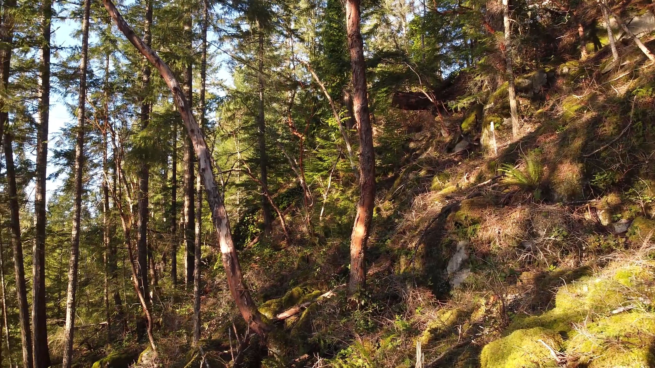View showing the lot's seclusion from neighbouring properties