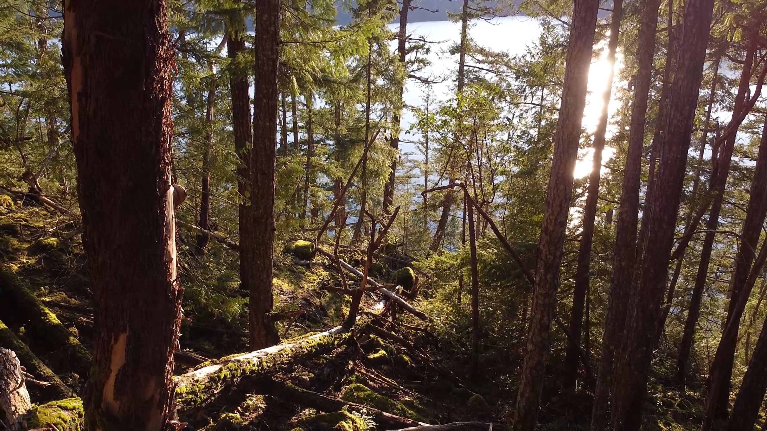 Forest interior, late afternoon light